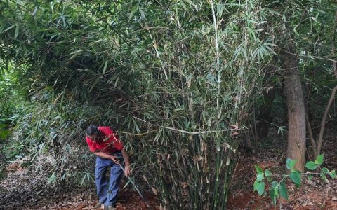 竹子怎么种植方法？丛生竹地栽与盆栽全流程指南
