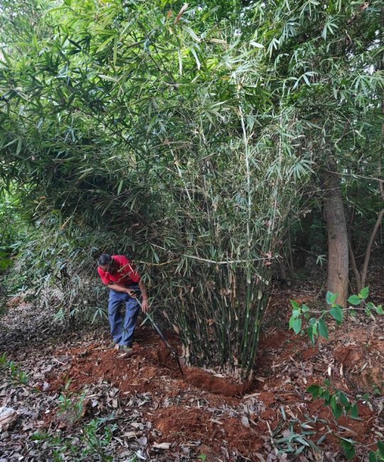 竹子怎么种植方法？丛生竹地栽与盆栽全流程指南