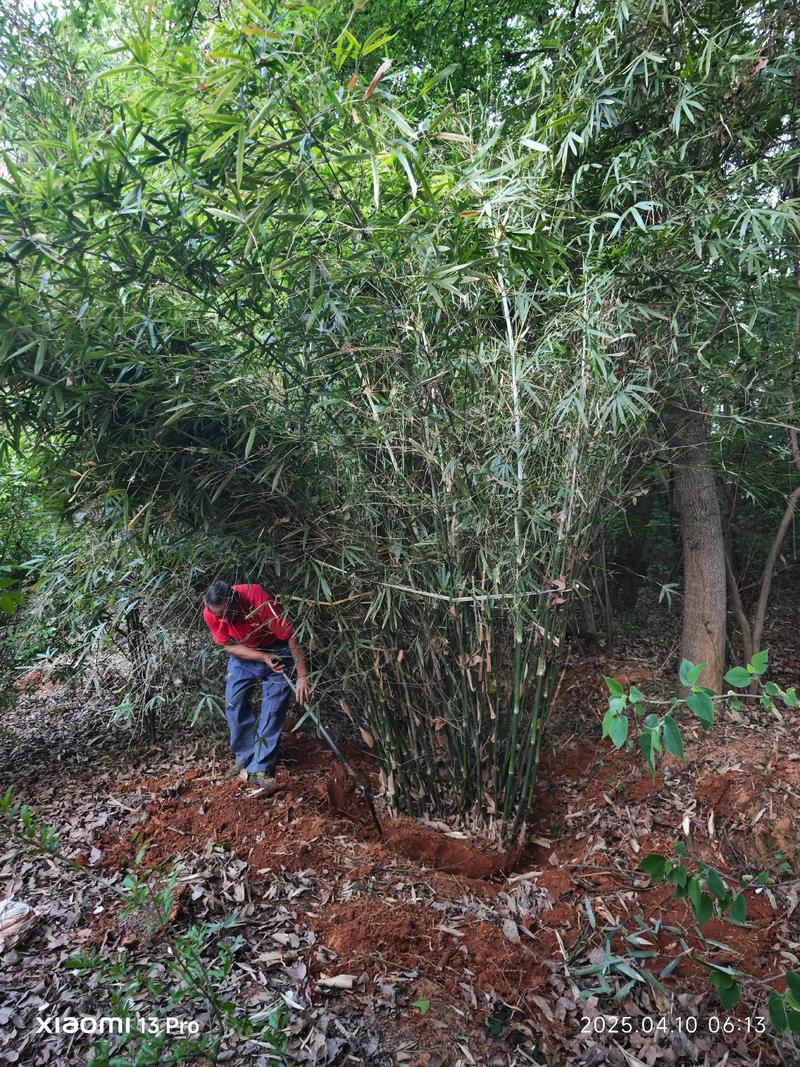 竹子怎么种植方法?丛生竹地栽与盆栽全流程指南 竹子怎么种植方法?丛生竹地栽与盆栽全流程指南
