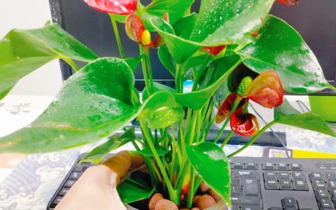 水培红掌的正确养护方法与注意事项