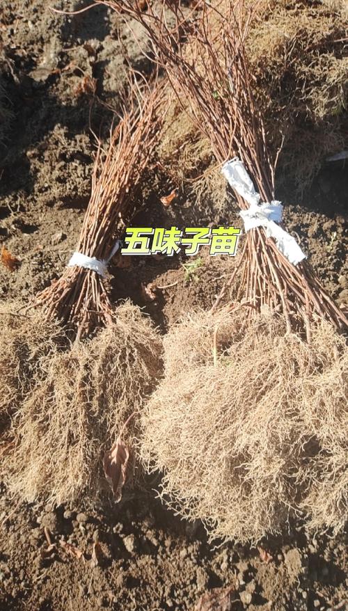 五味子种植全攻略:从选时到成活的七个关键步骤 三、栽前处理
