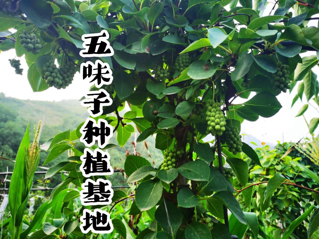 五味子种植全攻略:从选时到成活的七个关键步骤 五、浇定根水
