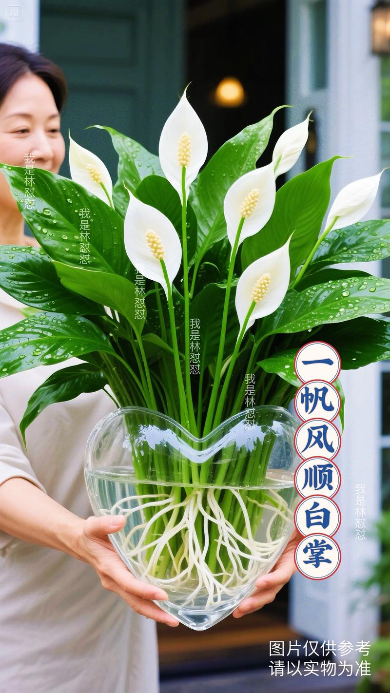 三、盆栽养护方案（针对门口摆放）