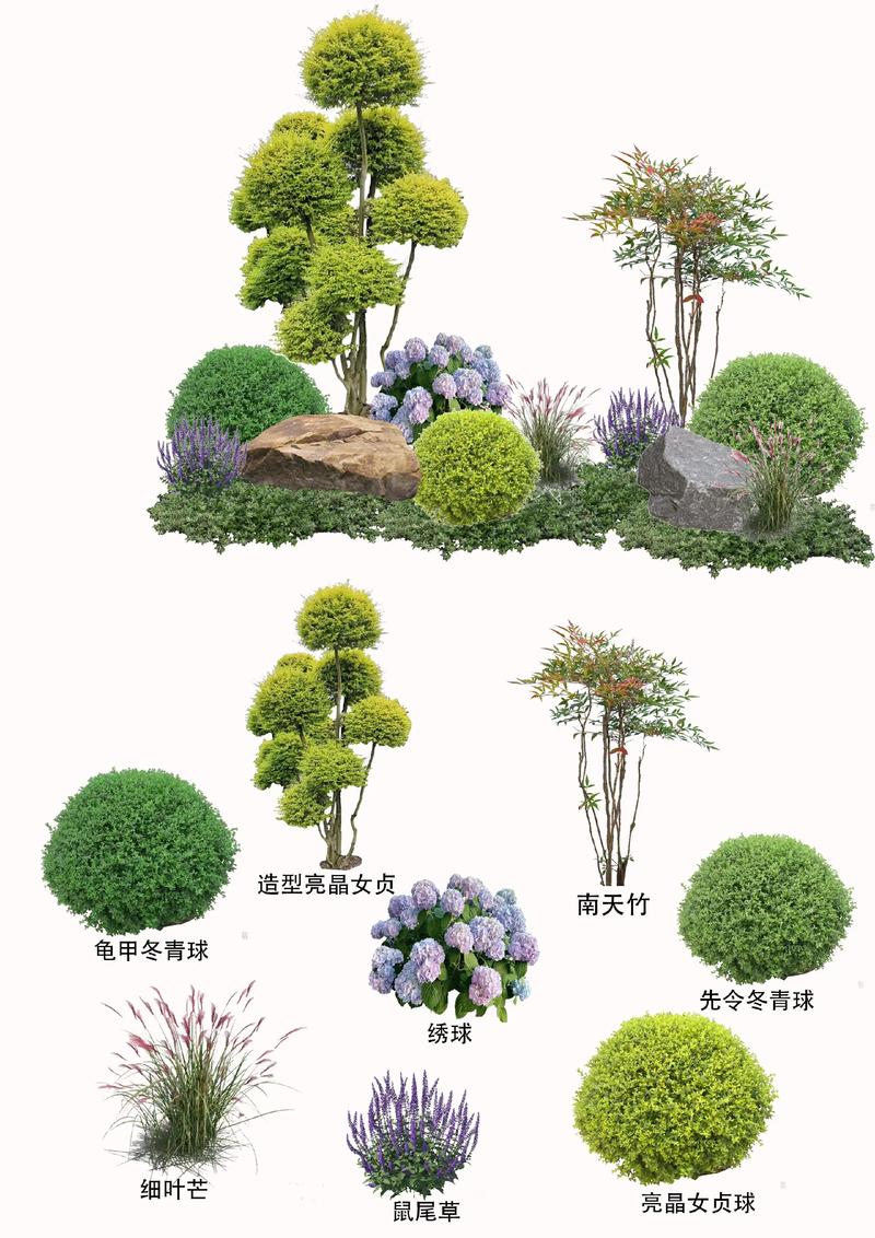 一、空间适配：根据花园面积选树