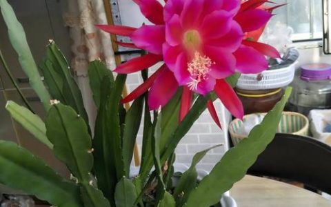 令箭荷花叶子发黄原因与应对指南