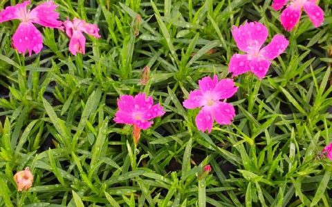 欧石竹什么时候种植最好？地栽与盆栽最佳时间及全流程种植指南