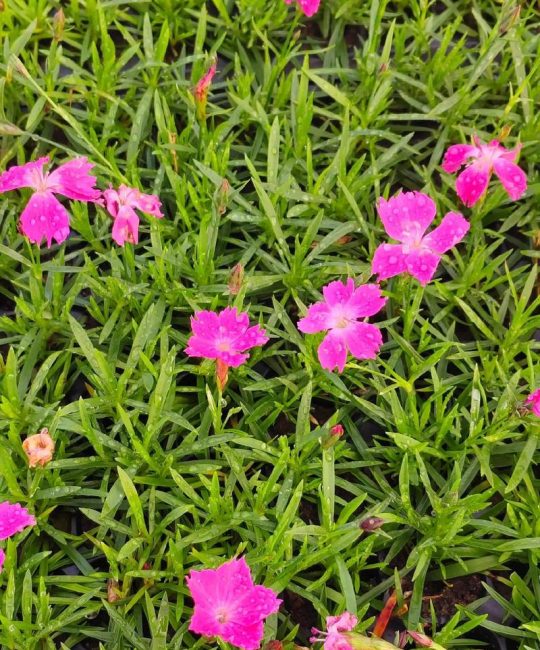 欧石竹什么时候种植最好？地栽与盆栽最佳时间及全流程种植指南