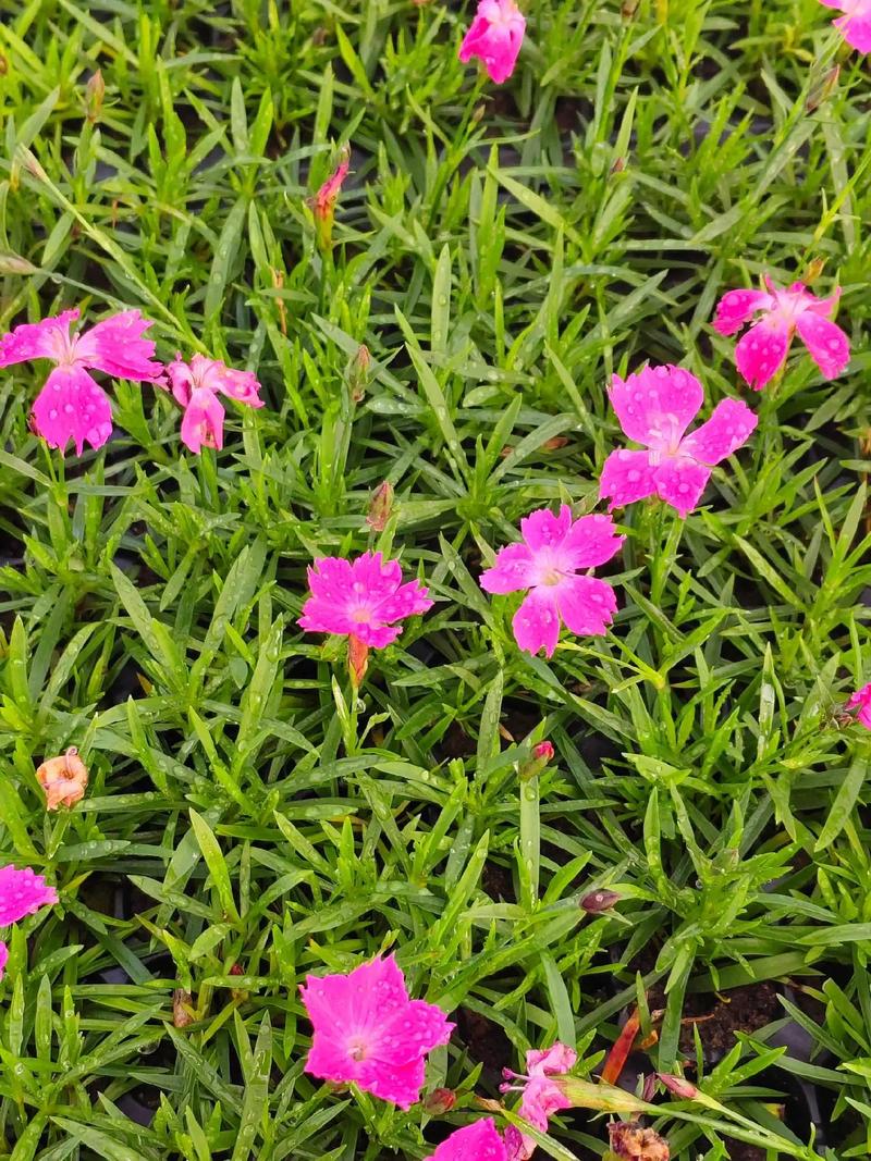 欧石竹什么时候种植最好?地栽与盆栽最佳时间及全流程种植指南 欧石竹什么时候种植最好?地栽与盆栽最佳时间及全流程种植指南