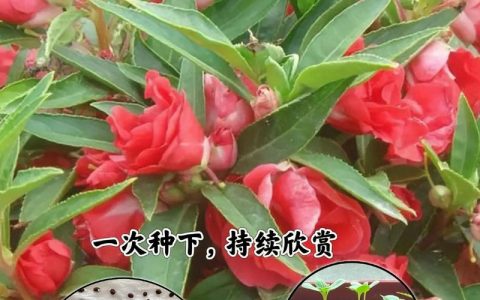 凤仙花种子种植方法和时间：家庭盆栽与地栽全攻略