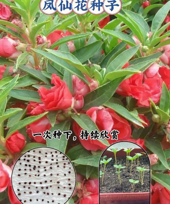 凤仙花种子种植方法和时间：家庭盆栽与地栽全攻略