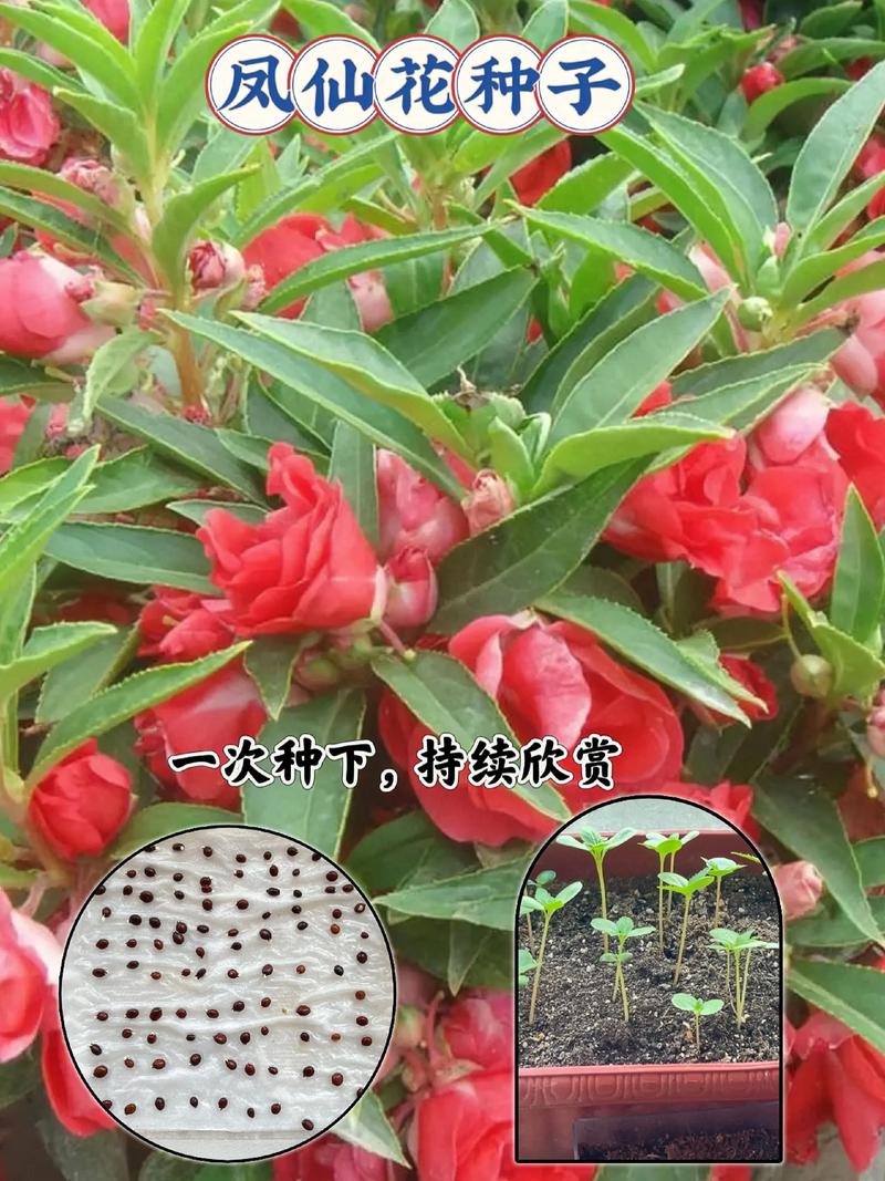 凤仙花种子种植方法和时间：家庭盆栽与地栽全攻略