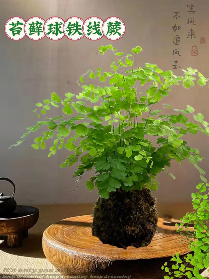 火车能带盆栽植物吗?这份指南让你轻松带绿植上旅途 二、推荐3种最适合火车旅行的盆栽品种