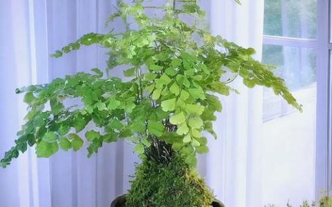 火车能带盆栽植物吗？这份指南让你轻松带绿植上旅途