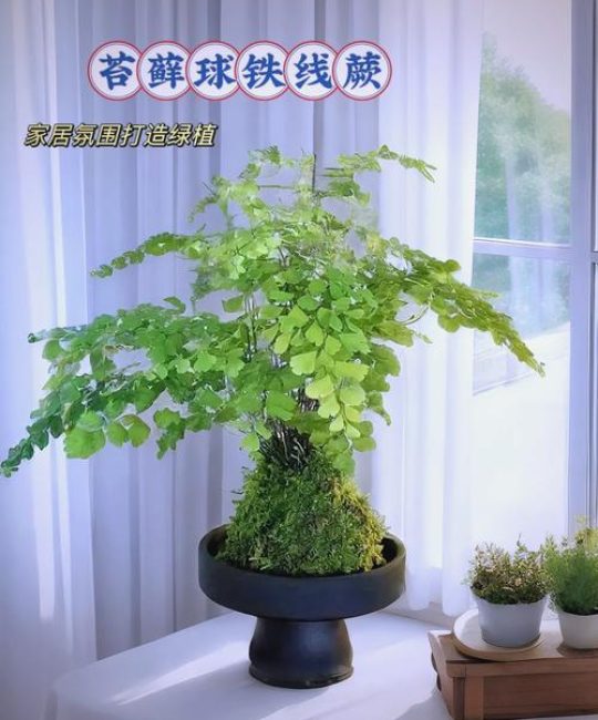 火车能带盆栽植物吗？这份指南让你轻松带绿植上旅途