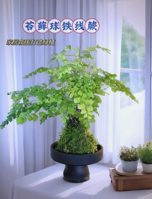 火车能带盆栽植物吗?这份指南让你轻松带绿植上旅途 一、先弄清你的携带场景