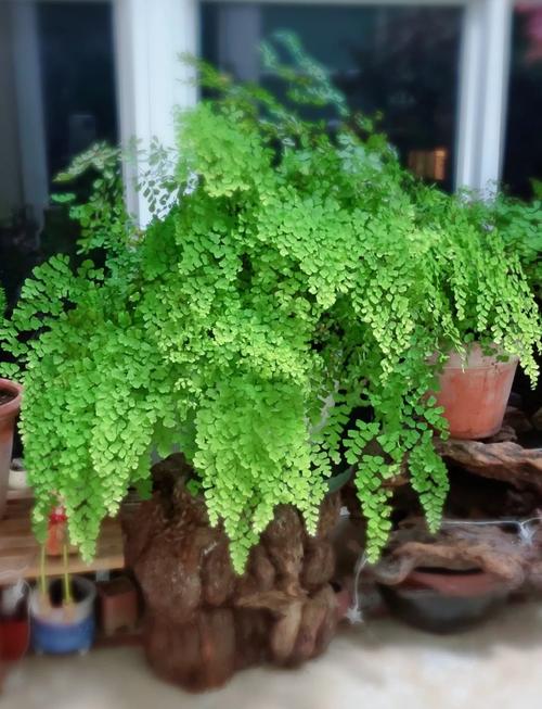 火车能带盆栽植物吗?这份指南让你轻松带绿植上旅途 四、可能遇到的风险及应对办法
