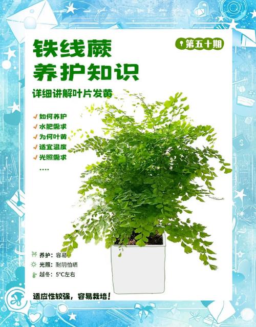 火车能带盆栽植物吗?这份指南让你轻松带绿植上旅途 三、详细携带与操作方案