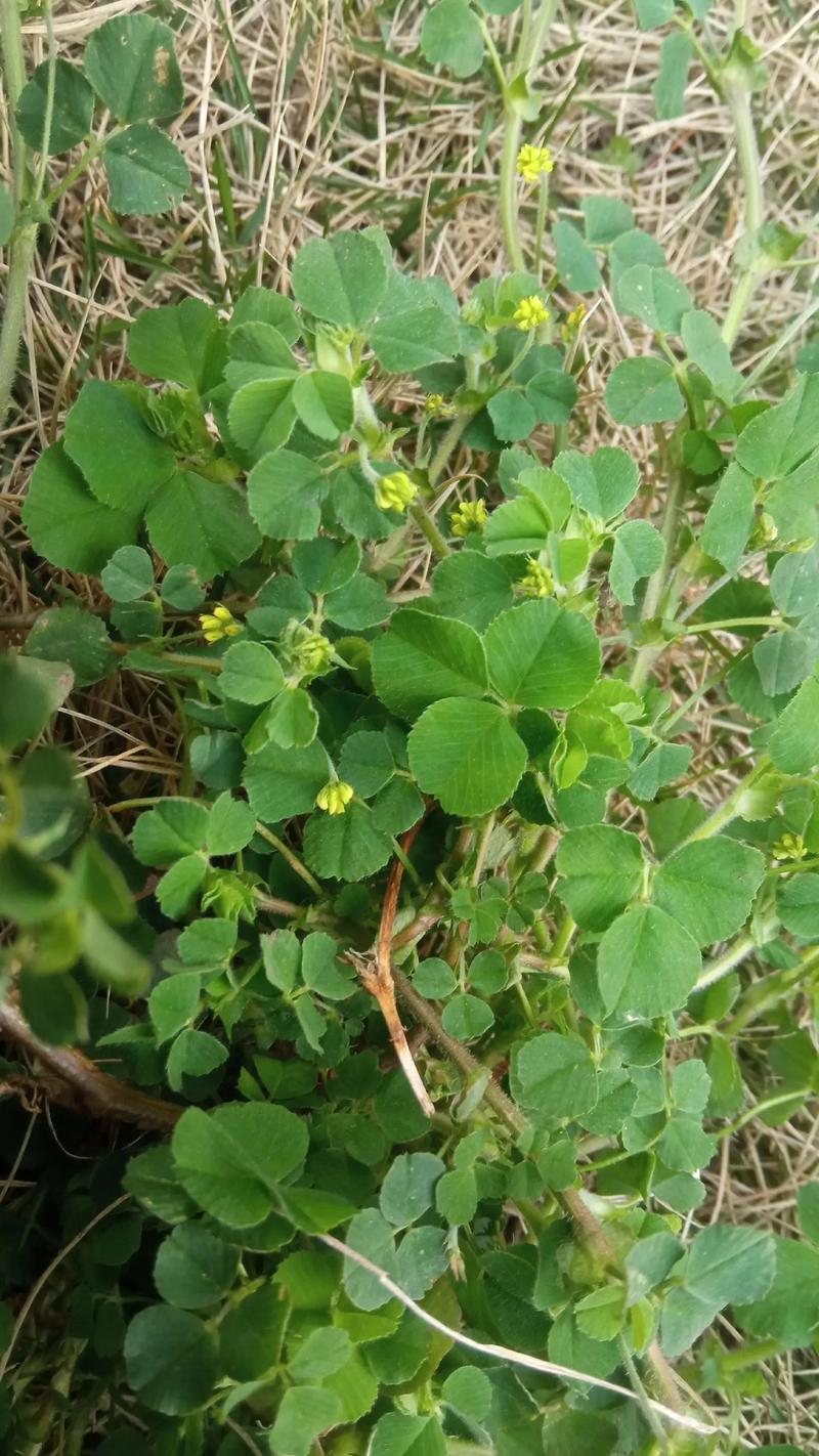 苜蓿草和三叶草一样吗?6维度深度对比与种植指南 苜蓿草和三叶草一样吗?6维度深度对比与种植指南