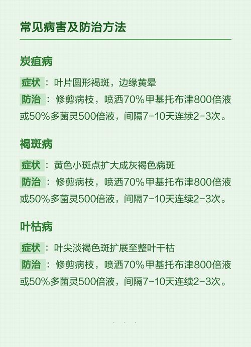 桂花树的叶子怎么会掉光?原因与补救措施全解析 总结与日常养护建议