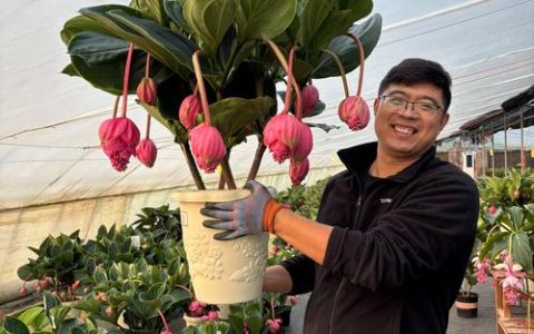 宝莲灯花繁殖全攻略：播种与分株技术详解