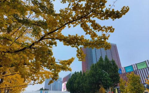 为什么喜欢银杏树？从树形、遮荫到行道树应用的五大核心原因
