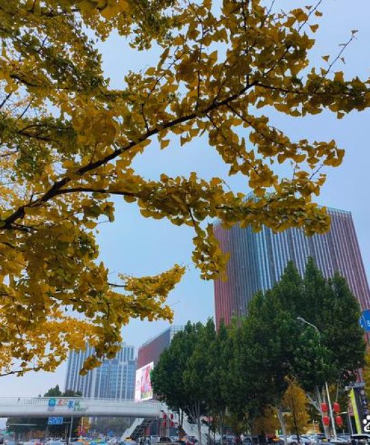 为什么喜欢银杏树？从树形、遮荫到行道树应用的五大核心原因
