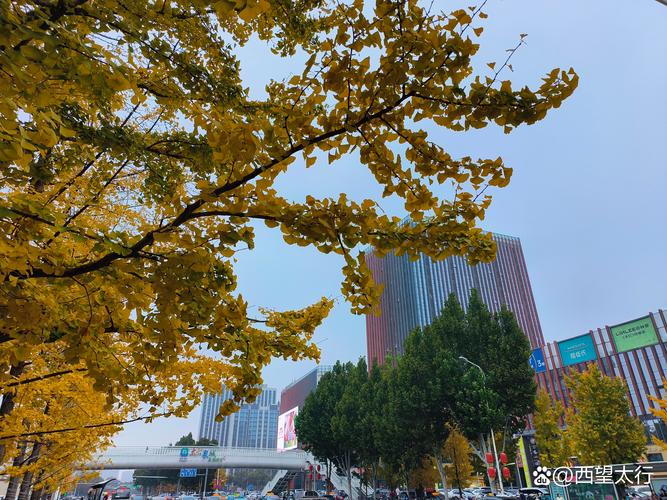 为什么喜欢银杏树?从树形、遮荫到行道树应用的五大核心原因 银杏树因树形挺拔、遮荫强、适应城市环境且管理简便而广受喜爱