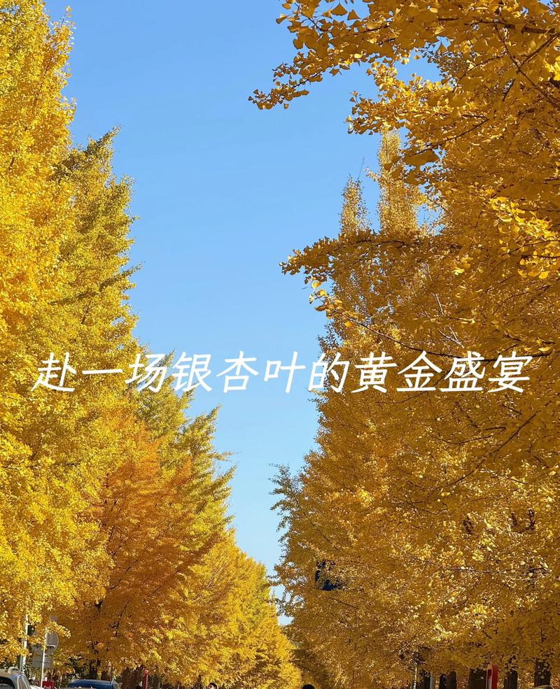 为什么喜欢银杏树?从树形、遮荫到行道树应用的五大核心原因 银杏遮荫效果显著,夏季可降温3-5℃