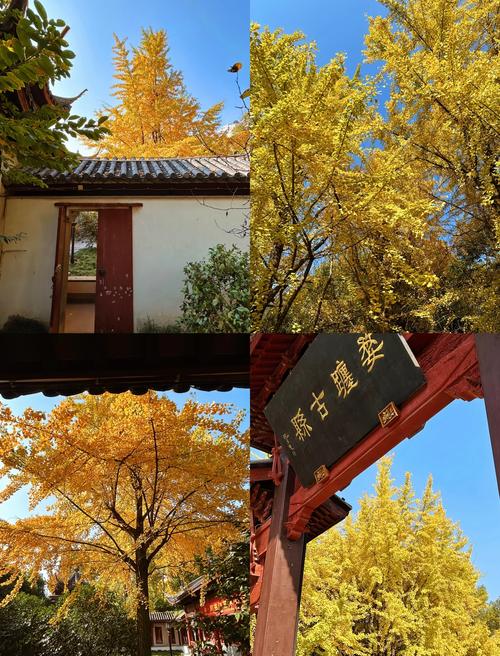 为什么喜欢银杏树?从树形、遮荫到行道树应用的五大核心原因 常见问题:银杏树为什么适合庭院种植?