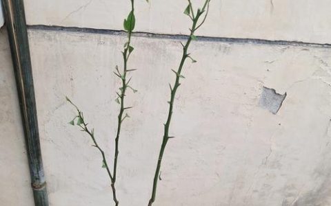 橘子树幼苗怎么养？从浇水到换盆，一篇讲透阳台盆栽养护要点