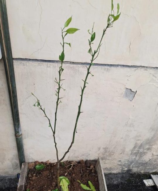橘子树幼苗怎么养？从浇水到换盆，一篇讲透阳台盆栽养护要点
