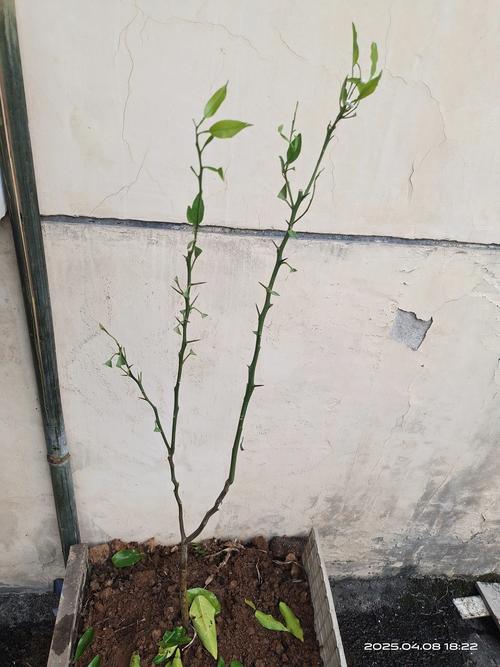 橘子树幼苗怎么养?从浇水到换盆,一篇讲透阳台盆栽养护要点 橘子树幼苗怎么养?从浇水到换盆,一篇讲透阳台盆栽养护要点