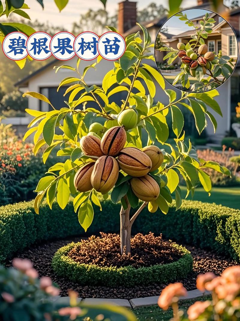 碧根果树苗价格是多少?规格、产地、采购量影响报价 碧根果树苗价格是多少?规格、产地、采购量影响报价