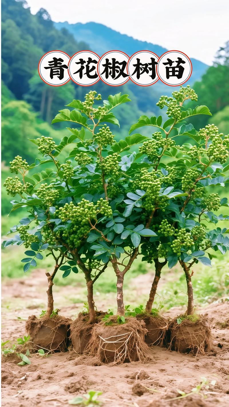 六维量化对比表格
