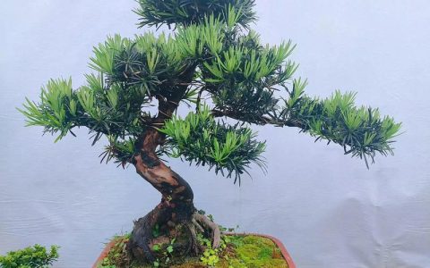 5种最不值钱的罗汉松及选购避坑指南