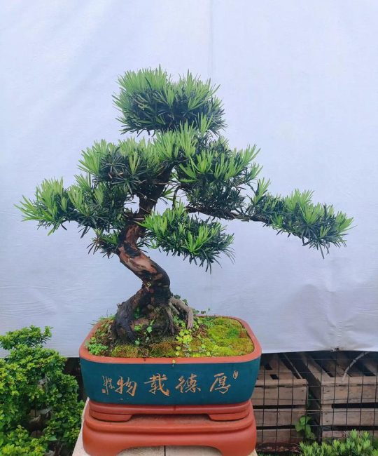 5种最不值钱的罗汉松及选购避坑指南