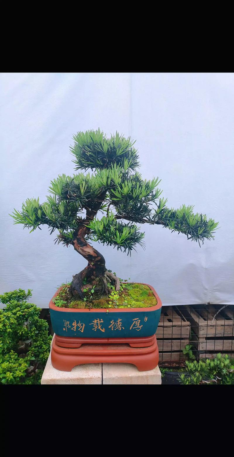 5种最不值钱的罗汉松及选购避坑指南 5种最不值钱的罗汉松及选购避坑指南