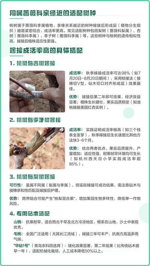 桃树砧木能嫁接什么树?权威指南:最佳亲和品种与操作要点 二、嫁接操作关键步骤与参数控制