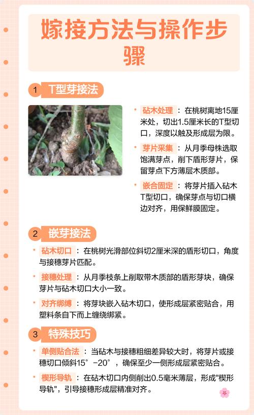 桃树砧木能嫁接什么树?权威指南:最佳亲和品种与操作要点 四、采购优质桃树砧木苗的判断标准