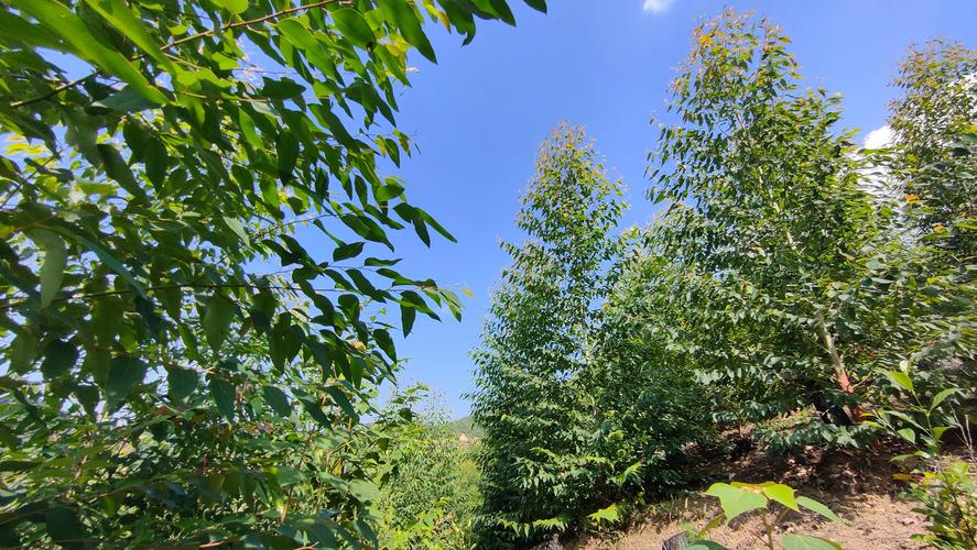 桉树苗怎么育苗?——繁殖育苗技术专家详解 二、基质配制与环境参数设定