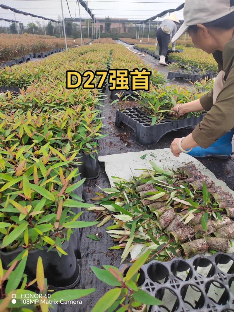 桉树苗怎么育苗?——繁殖育苗技术专家详解 三、操作流程与关键节点控制
