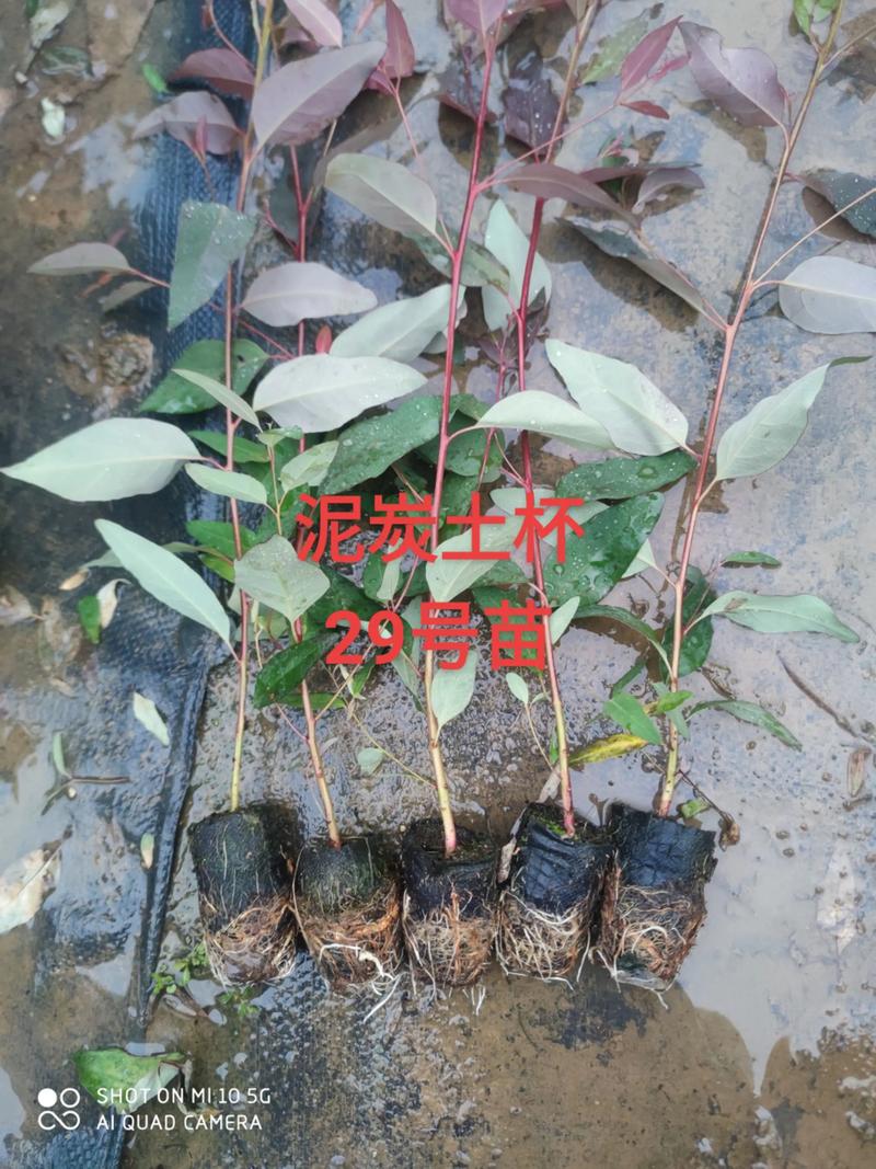 桉树苗怎么育苗?——繁殖育苗技术专家详解 五、幼苗管理指南与移栽决策