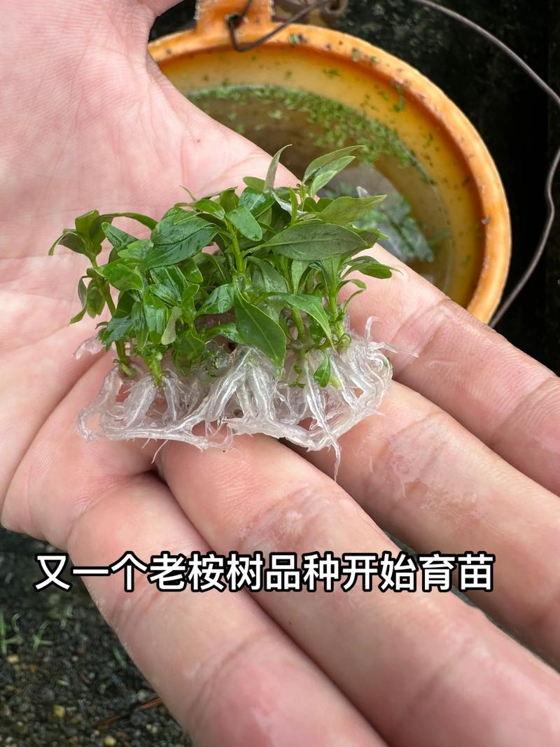 桉树苗怎么育苗?——繁殖育苗技术专家详解 四、成活率影响因素分析
