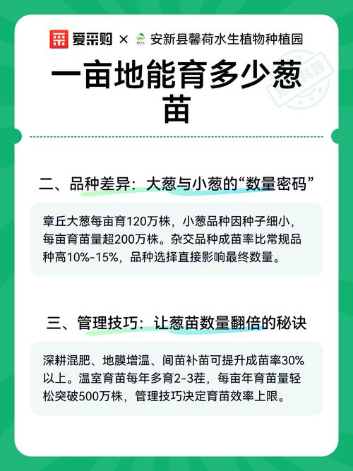 大葱每亩栽多少苗?栽植密度与规格速查指南 常见问题