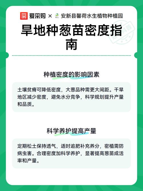 大葱每亩栽多少苗?栽植密度与规格速查指南 买葱苗时,规格该选多大?
