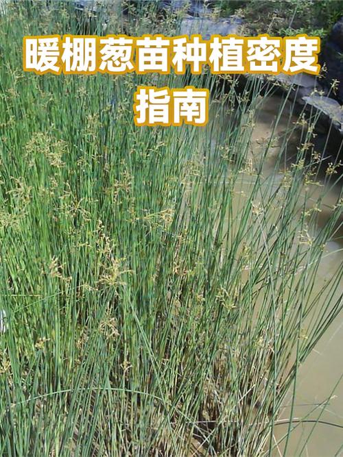 大葱每亩栽多少苗?栽植密度与规格速查指南 总结