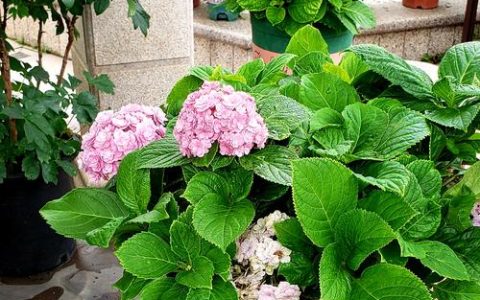 7月适合种什么花？耐热草花种植指南