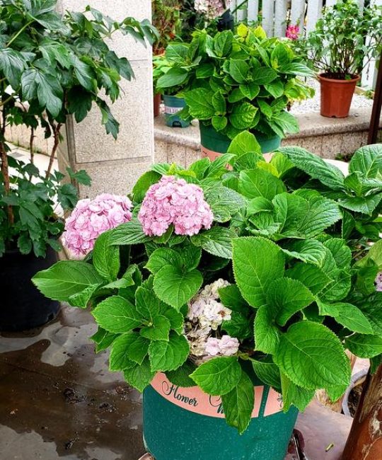 7月适合种什么花？耐热草花种植指南