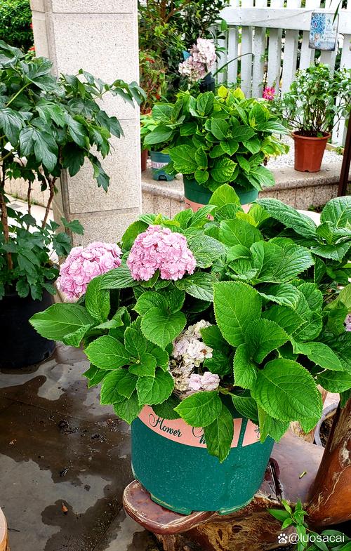 7月适合种什么花？耐热草花种植指南