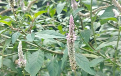 狗尾草是什么科：从形态特征到生态价值全解读